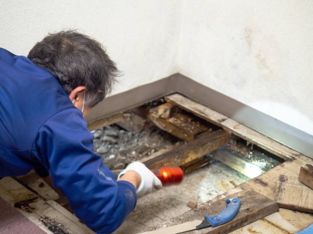 Best Mold Removal Company Near Me  in Lowesville, NC