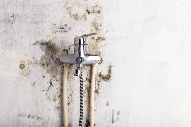 Professional Mold Removal in Lowesville, NC