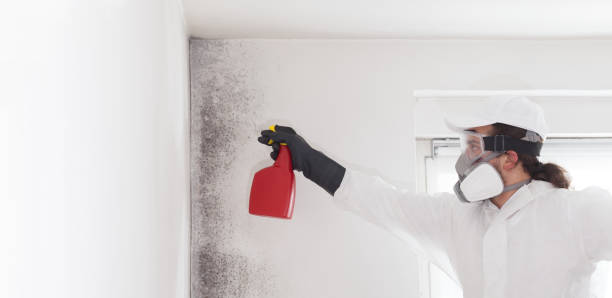 Best Commercial Mold Removal  in Lowesville, NC