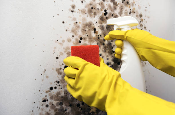 Best Attic Mold Removal  in Lowesville, NC