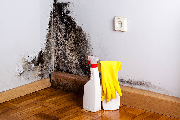 Best Local Mold Removal Service  in Lowesville, NC